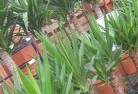 Glamorgan Valeplant-nursery-10.jpg; ?>