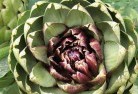 Glamorgan Valeplant-nursery-1.jpg; ?>